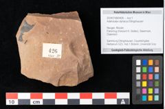Foto (Objekt + Etikett) von Asterocalyx styriacus Ettingshausen (NHMW-GEO-2024-0188-0426)